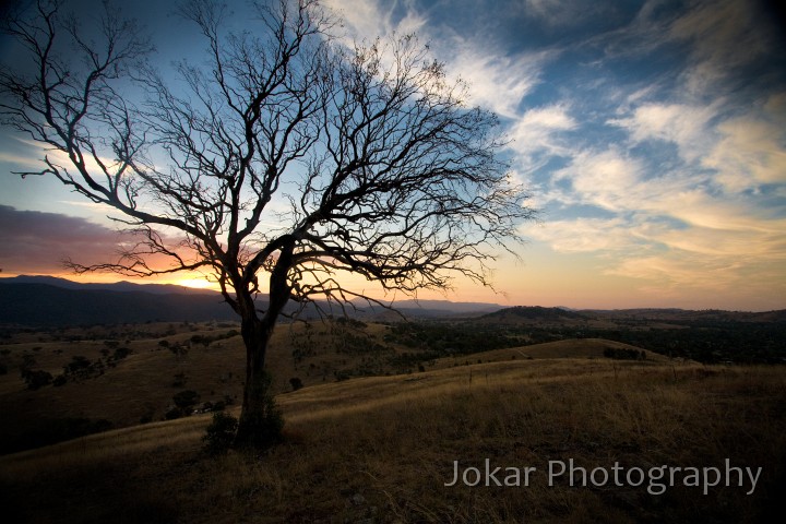 Urambi_Hills_20080319_032.jpg - Sunset tree, Cooleman Ridge, Canberra, ACT